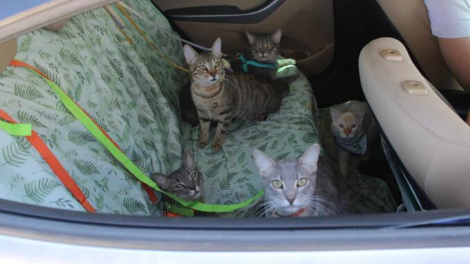 Brindará Municipio servicios gratuitos para mascotas en el Wellness Fest 2025