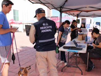 Brindó Municipio más de 300 servicios gratuitos para mascotas en Wellness Fest 2025
