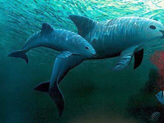 México y ONG confirman el avistamiento de entre siete y diez ejemplares de vaquita marina