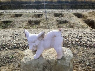 Se visitan más que los de personas