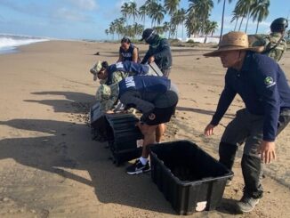 Rescatan en Nayarit más de seis mil huevos de tortuga marina; liberan más de 15 mil crías