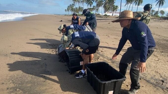Rescatan en Nayarit más de seis mil huevos de tortuga marina; liberan más de 15 mil crías