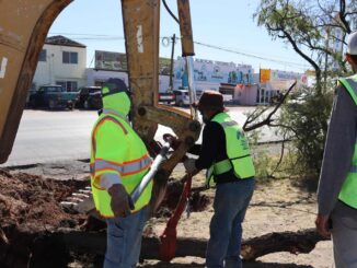 Reubica Municipio árboles en zona de construcción del paso superior Fuerza Aérea y carretera Aldama
