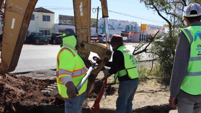 Reubica Municipio árboles en zona de construcción del paso superior Fuerza Aérea y carretera Aldama