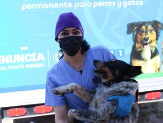 Brindarán esterilización gratuita para mascotas en colonia Nombre de Dios