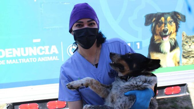 Brindarán esterilización gratuita para mascotas en colonia Nombre de Dios