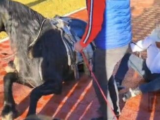 Derriba caballo al «Caballo» Lozoya en la Plaza Hidalgo