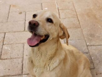 ¿Quieres darle hogar a una mascota? Promueve Municipio la adopción en el Día Mundial del Perro Adoptado