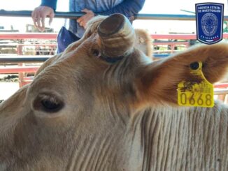 Asegura AEI cabezas de ganado robadas en Casas Grandes