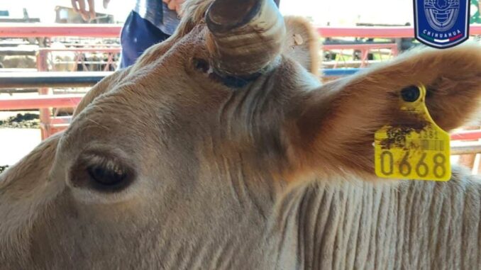 Asegura AEI cabezas de ganado robadas en Casas Grandes