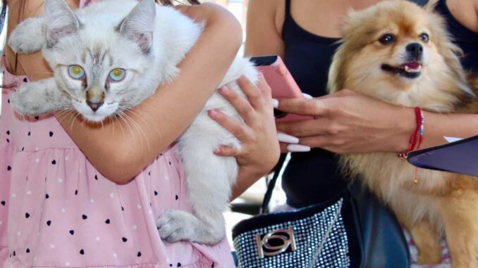¡Cuida a tu mascota de la pirotecnia! emite Municipio recomendaciones por fiestas patrias