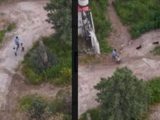 Difunden video del ataque de una jauría sufrido por un papá y sus dos hijos en Creel