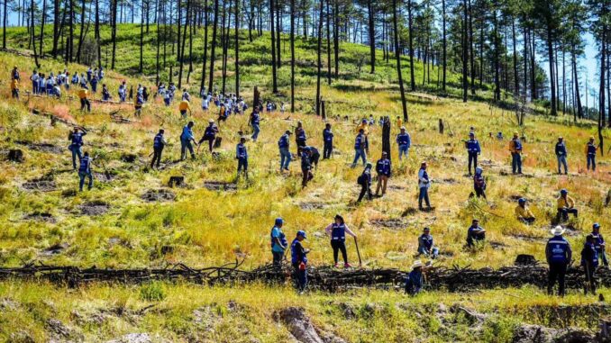 Gobierno del Estado y Súper Copa Roshfrans se unen en jornada de reforestación en Cumbres de Majalca