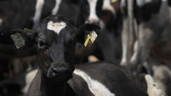 Espera México reanudar exportación de ganado a EE.UU. en dos meses tras gusano barrenador