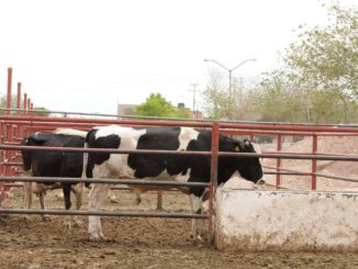 Sacrifican 2 mil 125 animales en el rastro durante agosto
