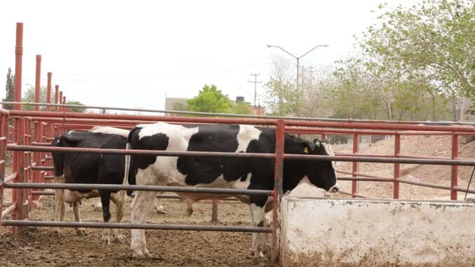 Sacrifican 2 mil 125 animales en el rastro durante agosto