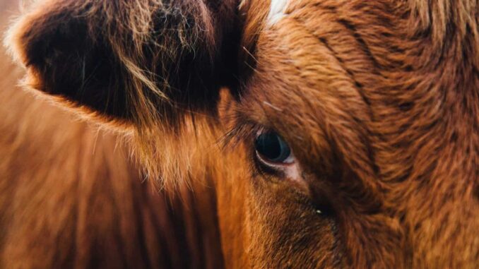 La plaga del gusano barrenador acecha a los humanos