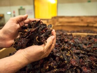 Busca Gobierno del Estado posicionar al chile chipotle chihuahuense a nivel internacional