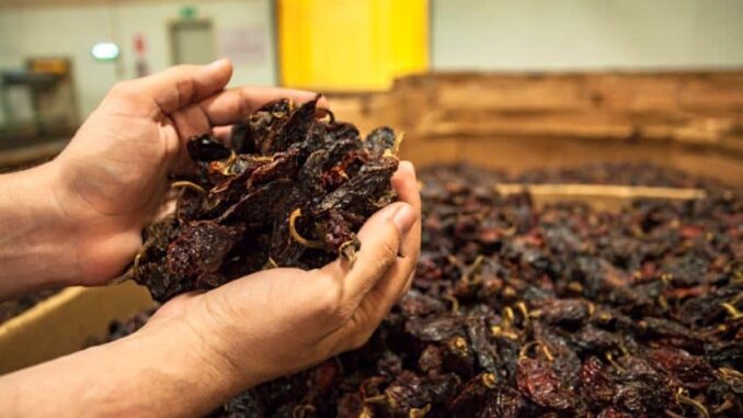 Busca Gobierno del Estado posicionar al chile chipotle chihuahuense a nivel internacional