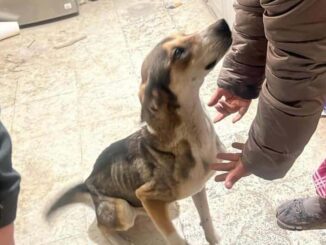 Aseguran a siete caninos por presunta omisión de cuidados en Las Granjas