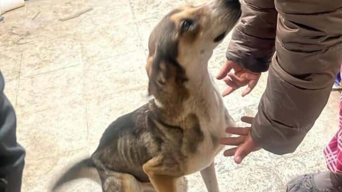 Aseguran a siete caninos por presunta omisión de cuidados en Las Granjas