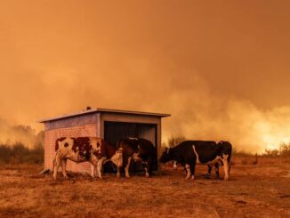 México expresa solidaridad con Chile por incendios en Ñuble y Biobío