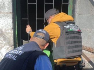 Rescatan Policía Municipal y Coordinación de Medio Ambiente y Protección Animal tres Husky en abandono