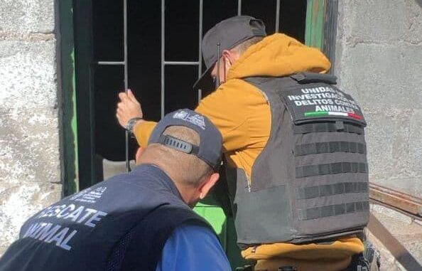 Rescatan Policía Municipal y Coordinación de Medio Ambiente y Protección Animal tres Husky en abandono