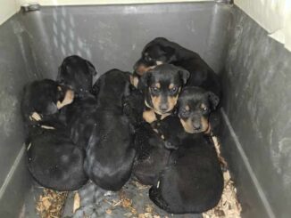 Bomberos de Cuauhtémoc rescatan a 9 cachorros atrapados en incendio