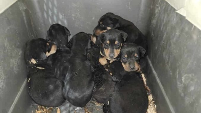 Bomberos de Cuauhtémoc rescatan a 9 cachorros atrapados en incendio