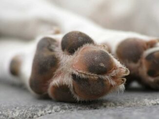 CDMX amplía albergue para 454 de los más de 850 perros desalojados del Refugio Franciscano