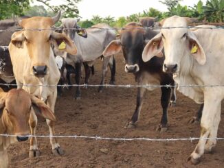 México refuerza acciones contra gusano barrenador y apoya dispersión de moscas desde EEUU