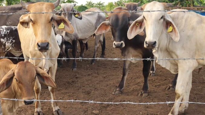 México refuerza acciones contra gusano barrenador y apoya dispersión de moscas desde EEUU