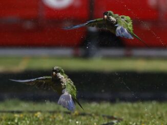 México recibe de EE.UU. once loros de frente blanca luego de traslado ilegal