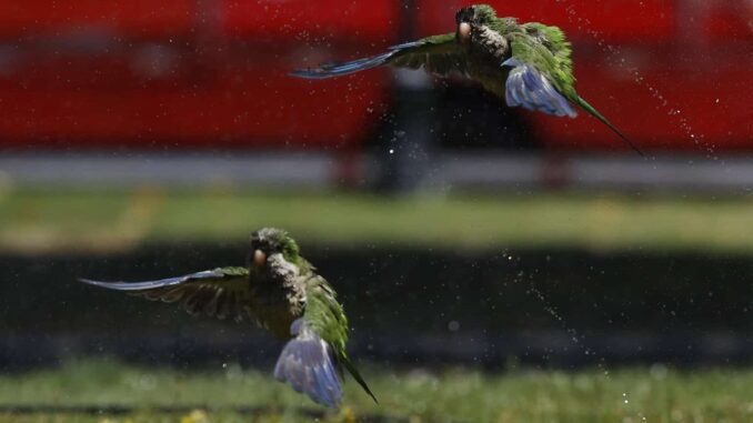 México recibe de EE.UU. once loros de frente blanca luego de traslado ilegal