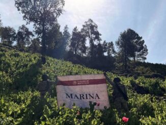 Marina destruye 34 plantíos de amapola en Nayarit