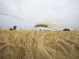 Agricultores critican baja productividad agrícola y dependencia de importaciones