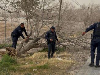 Retiran árbol que bloqueaba vialidad tras fuertes vientos; suman 29 apoyos