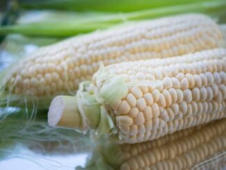 EE.UU. invertirá 40 millones de dólares en centro de mejoramiento de maíz y trigo en México