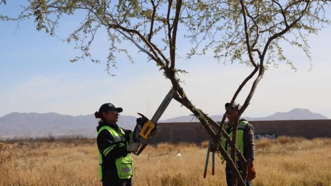 Continúa Municipio con poda de árboles en vialidades de Chihuahua