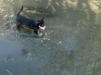 Rescatan a perrito atrapado en canal de la Bellavista