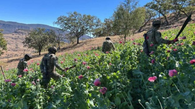Marina erradica 34 plantíos de amapola en Nayarit