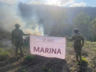 Marina quema plantío con más de 22 mil plantas de mariguana en Michoacán