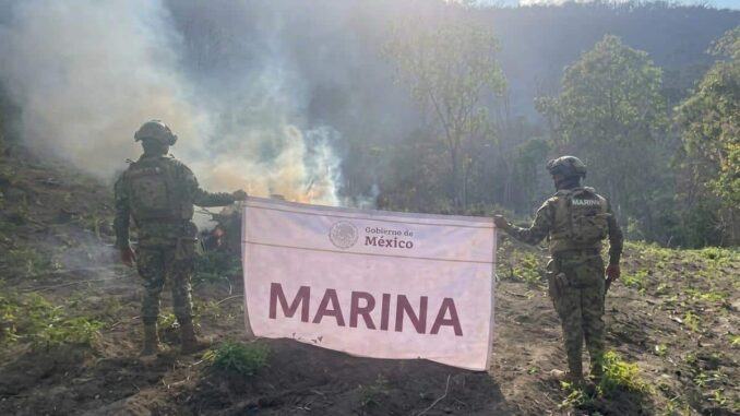 Marina quema plantío con más de 22 mil plantas de mariguana en Michoacán