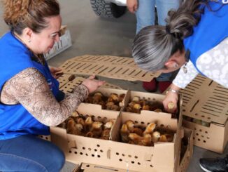 Arturo Zubía realiza primera entrega de pollitas ponedoras y de engorda