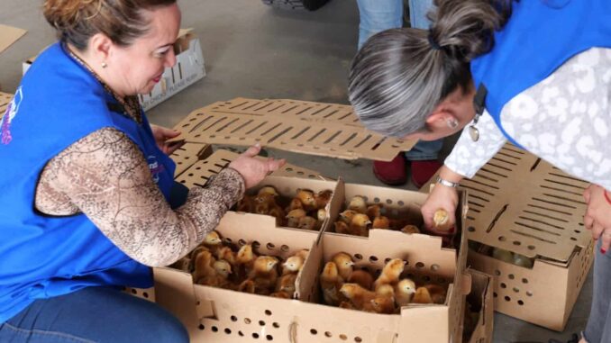 Arturo Zubía realiza primera entrega de pollitas ponedoras y de engorda