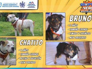 Promueve Municipio la adopción responsable de animalitos de compañía rescatados