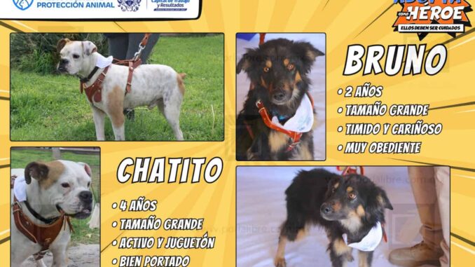 Promueve Municipio la adopción responsable de animalitos de compañía rescatados