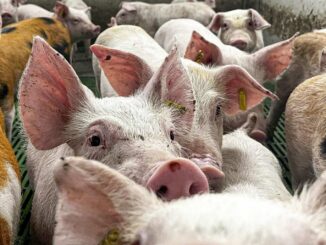 México analizará levantar la suspensión a la importación de carne de cerdo de España