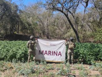 Marina destruye plantíos de mariguana e incauta 4 mil litros de precursores químicos en Sinaloa